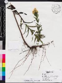 Solidago leavenworthii image