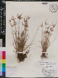 Fimbristylis annua image