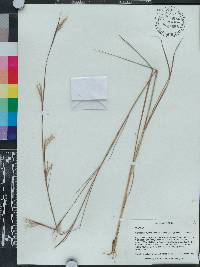 Andropogon gyrans image