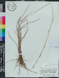 Andropogon gyrans image