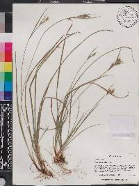 Carex dasycarpa image