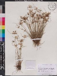 Cyperus lanceolatus image