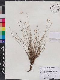 Fimbristylis schoenoides image