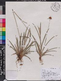 Rhynchospora ciliaris image