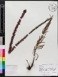 Liatris gracilis image