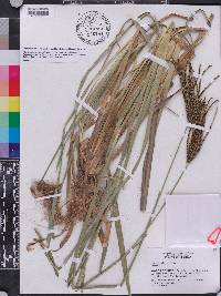 Eustachys glauca image