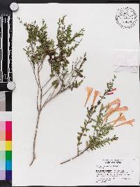 Calamintha coccinea image