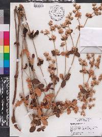 Eriogonum tomentosum image