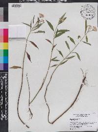 Asclepias perennis image