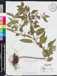 Solanum americanum image