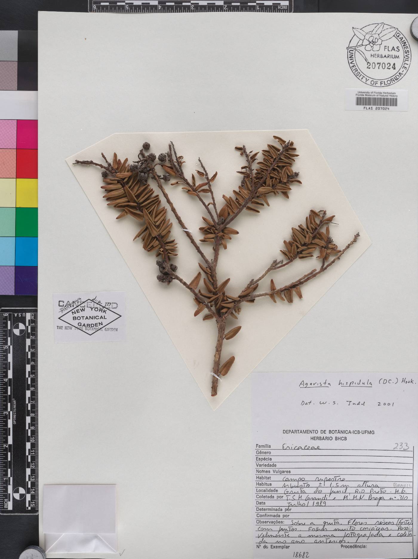 Agarista hispidula image