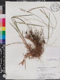 Carex biltmoreana image