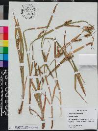 Carex flaccosperma image