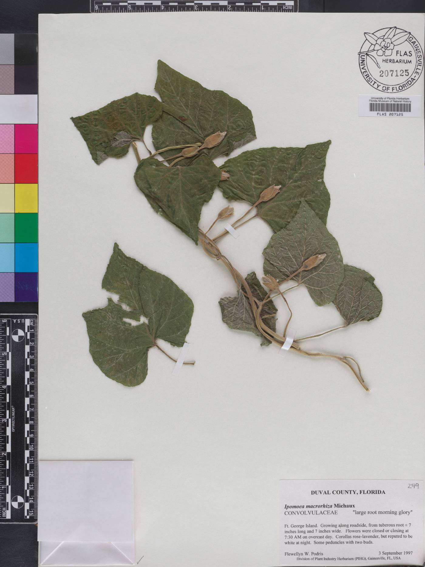 Ipomoea macrorhiza image