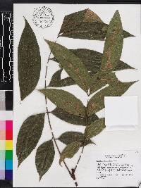 Swietenia macrophylla image