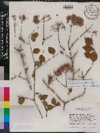 Machaonia lindeniana image