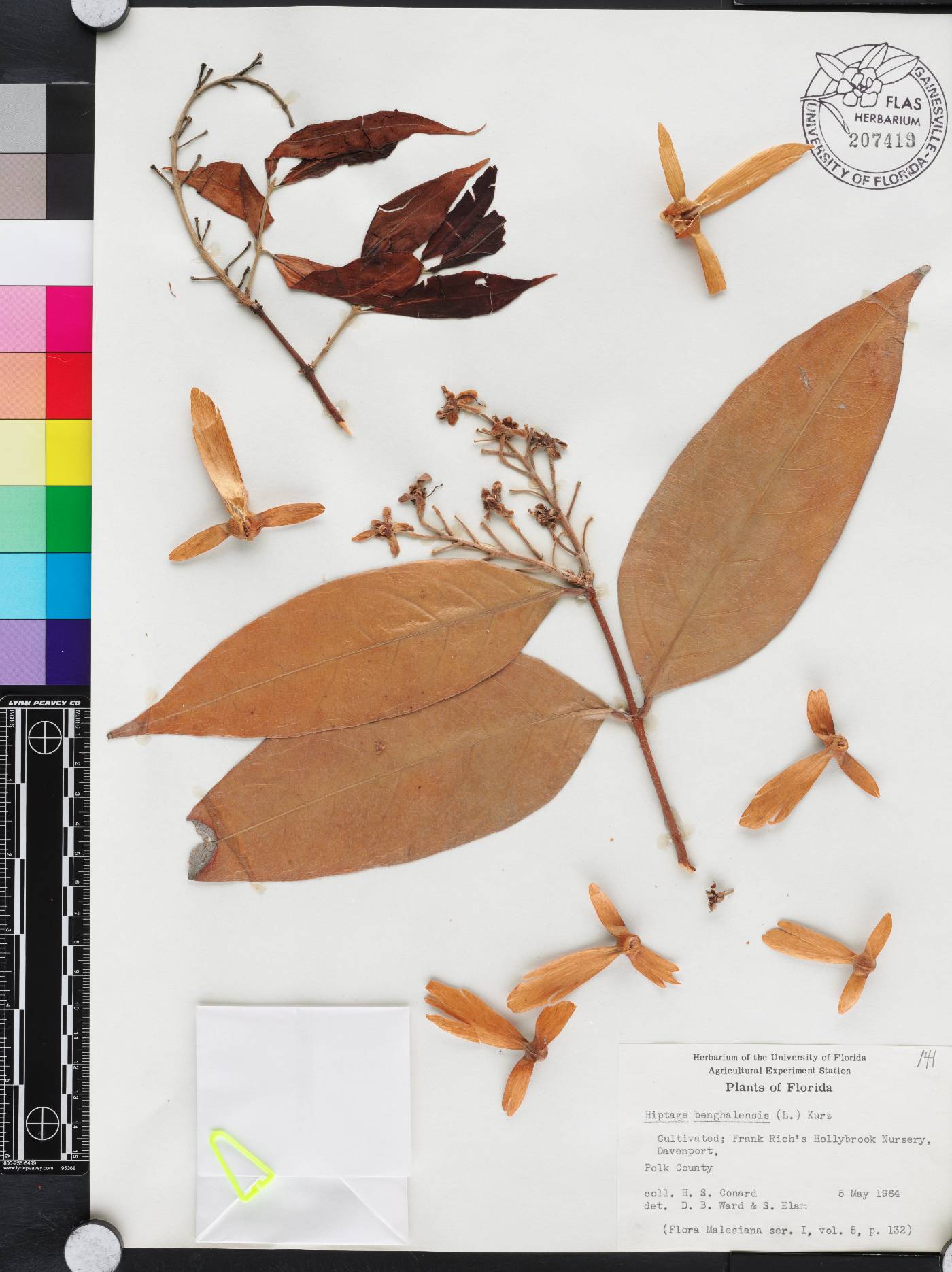 Hiptage benghalensis image
