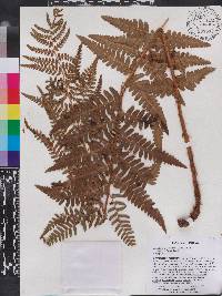 Dryopteris ludoviciana image