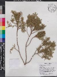 Chamaecyparis thyoides image