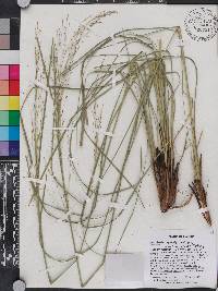 Muhlenbergia capillaris var. trichopodes image