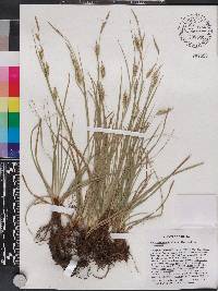 Carex cherokeensis image