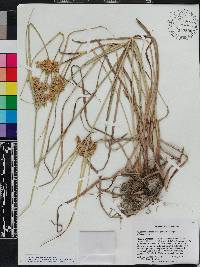 Cyperus ochraceus image