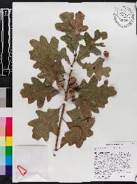 Quercus margarettae image