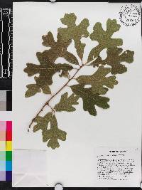 Quercus margarettae image