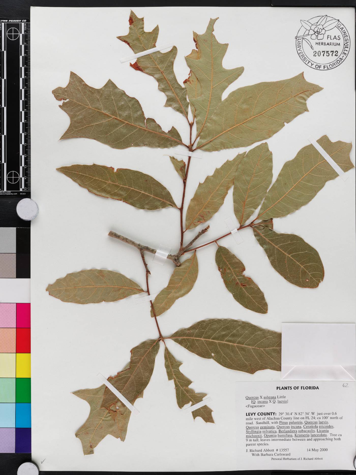 Quercus x ashei image
