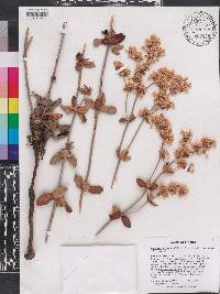 Eriogonum tomentosum image