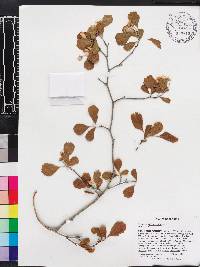 Crataegus michauxii image