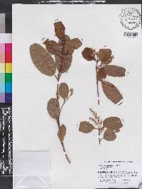 Laguncularia racemosa image