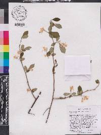 Styrax americanus image