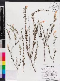 Calamintha coccinea image