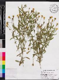 Tagetes lucida image