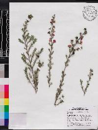 Leptospermum scoparium image