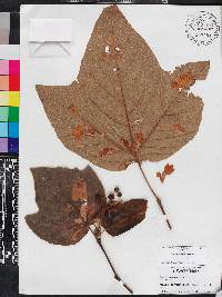 Platanus mexicana image