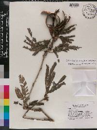 Calliandra belizensis image