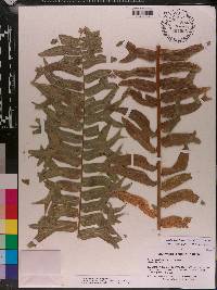 Nephrolepis falcata image