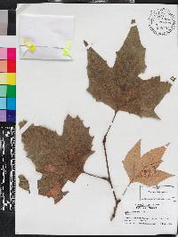 Platanus mexicana image