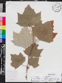 Platanus rzedowskii image