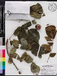 Pleiogynium timorense image