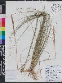 Aristida spiciformis image