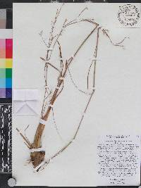 Andropogon brachystachyus image