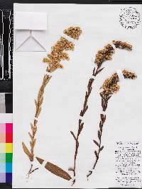 Solidago sempervirens image