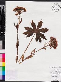 Petasites frigidus image