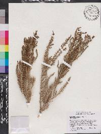 Media resource of Heterostachys ritteriana