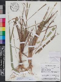 Phragmites karka image