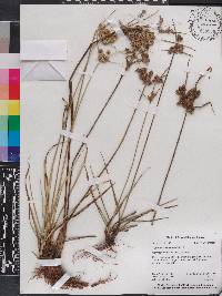 Cyperus surinamensis image