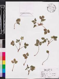 Potentilla indica image